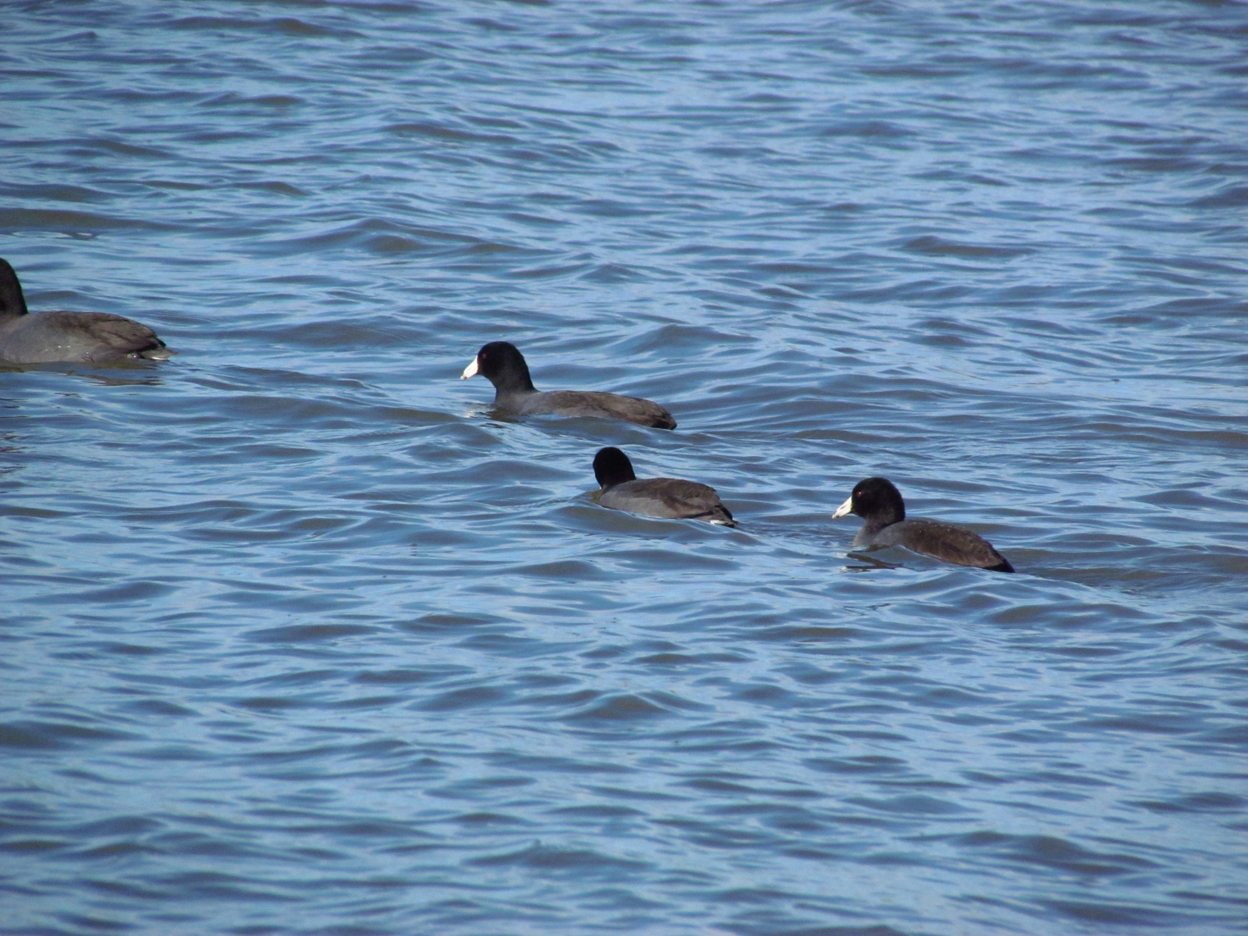 Four American coots on Lake Dardanelle